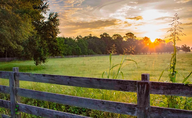 Ready to Sell Your Land? Ultimate Land Deals is the Bull in Your Field